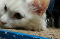 유기묘였던 7살 아이의 새 가족을 찾습니다