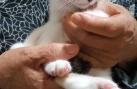 [부산] 건강한 가정 아기고양이 분양합니다