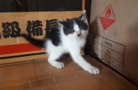 (부산)구포대교 위에서 구출한 아기 고양이 키워주실분 구합니다