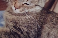 믹스 성묘 암컷냥이 분양합니다..