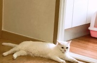 고양이 무료 분양합니다.