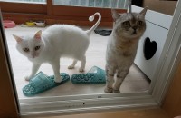 고양이 두마리 무료분양합니다.