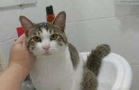 창원 용원 1년생 숫 고양이 분양합니다.