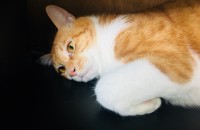 고양이 이름은 마리 입니다. 멋진 고양이 군을 입양 합니다.