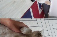 고양이 2마리 분양합니다.(의정부)