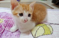 2개월된 냥이들 무료분양합니다.