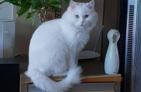 터키쉬 앙고라 수컷 4살 중성화 완료