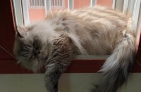 페르시안친칠라(암,4살) 터키쉬앙고라(암,4살)