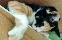 경기 부천 코리안숏헤어 삼색고양이(여) 무료분양