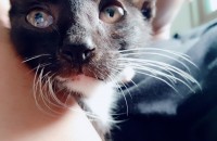 아기 고양이 입양에 관심있으신 분 연락주세요!