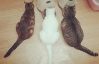 소중하게 돌봐 온 성묘 냥이들을 분양합니다.