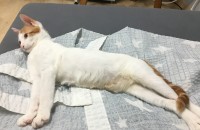 코숏믹스 5개월 개냥이 무료분양합니다.(중성화완료)