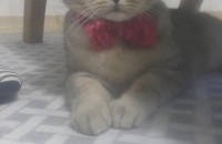 스코티쉬폴드 무료분양합니다.(중성화완료)