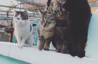 고양이 무료분양 해드립니다.(포항시)