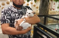 흰색 터키쉬 앙고라 암컷 (10개월) 중성화O 분양 합니다.