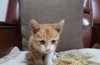 [전남광주/경기일산]1~2개월 새끼고양이 무료분양합니다