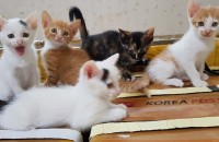 2달된 고양이 분양 합니다