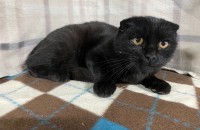 새끼 고양이 무료분양 합니다.