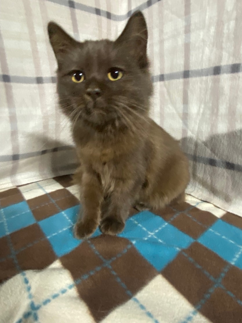 귀여운 고양이 2