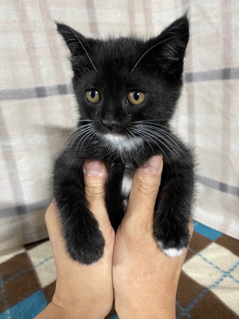 귀여운 고양이3