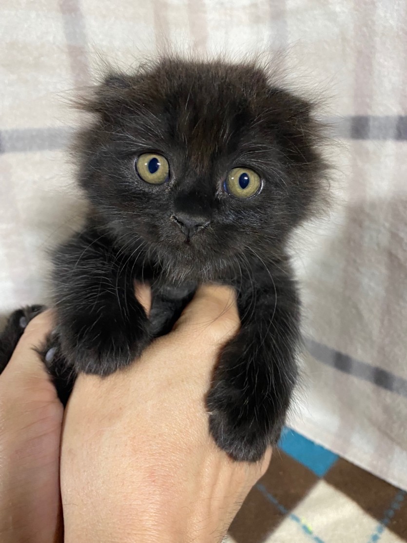 귀여운 고양이 4