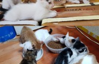 2개월된 고양이 분양 합니다 ^^