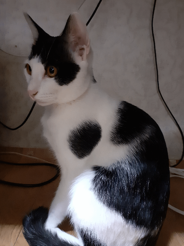 중성화 완료 , 접종 완료(심장사상충까지 최근자 완료) , 아직은 새끼고양이 2마리 분양 입양합니다