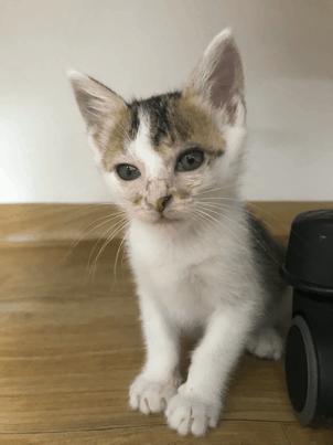 양주 덕계동 유기묘>>집고양이 무료분양합니다.