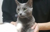 경기도 수원인근 고양이(러시안 블루) 분양합니다.(엄마,아들)