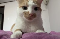 귀여운 치코의 가족이 되어주세요