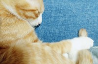 구미 고양이 분양 보냅니다!!