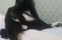 인천 턱시도 한살반 된 남아 가족 찾아요~ 중성화.접종 완료