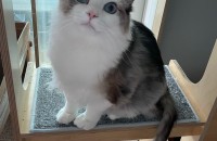 랙돌고양이 분양합니다/책임분양/중성화O