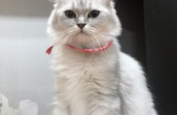 페르시안 여아 1살 무료분양합니다