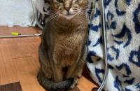 이비시니안 1살 입양보냅니다