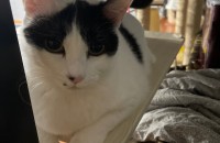 코숏 1살 여아 입양보냅니다