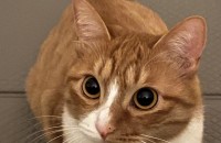 이쁜고양이 무료 분양합니다.