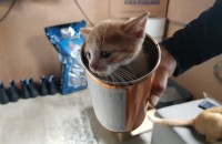 인형같이 귀엽게 생긴 애기냥이 분양합니다(1개월미만)