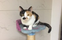 고양이 무료분양 합니다