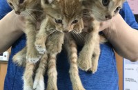 부산)귀여운 개냥이 아기고양이 무료분양합니다. 책임감있는 분만