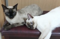 샴고양이 2마리 사랑으로 키워주실분 찾아여