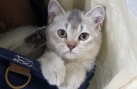 브리티시 숏 헤어