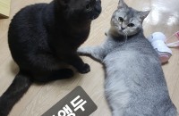 브리티시 숏 헤어(앵두,포도)한쌍ㅡ1년7개월