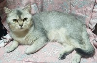 브리티시 숏 헤어