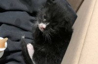 [부산]아기고양이 두마리 임시보호중입니다