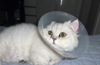 페르시안 먼치킨 1살 여아 분양합니다