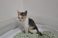 경기도 지역 고양이 무료분양합니다. 삼색이 (여아)