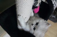 아래페르시안7개월분양됐어요