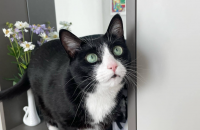 애교많은 턱시도 냥이