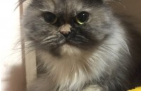 스코티쉬폴드 4살여아입니다